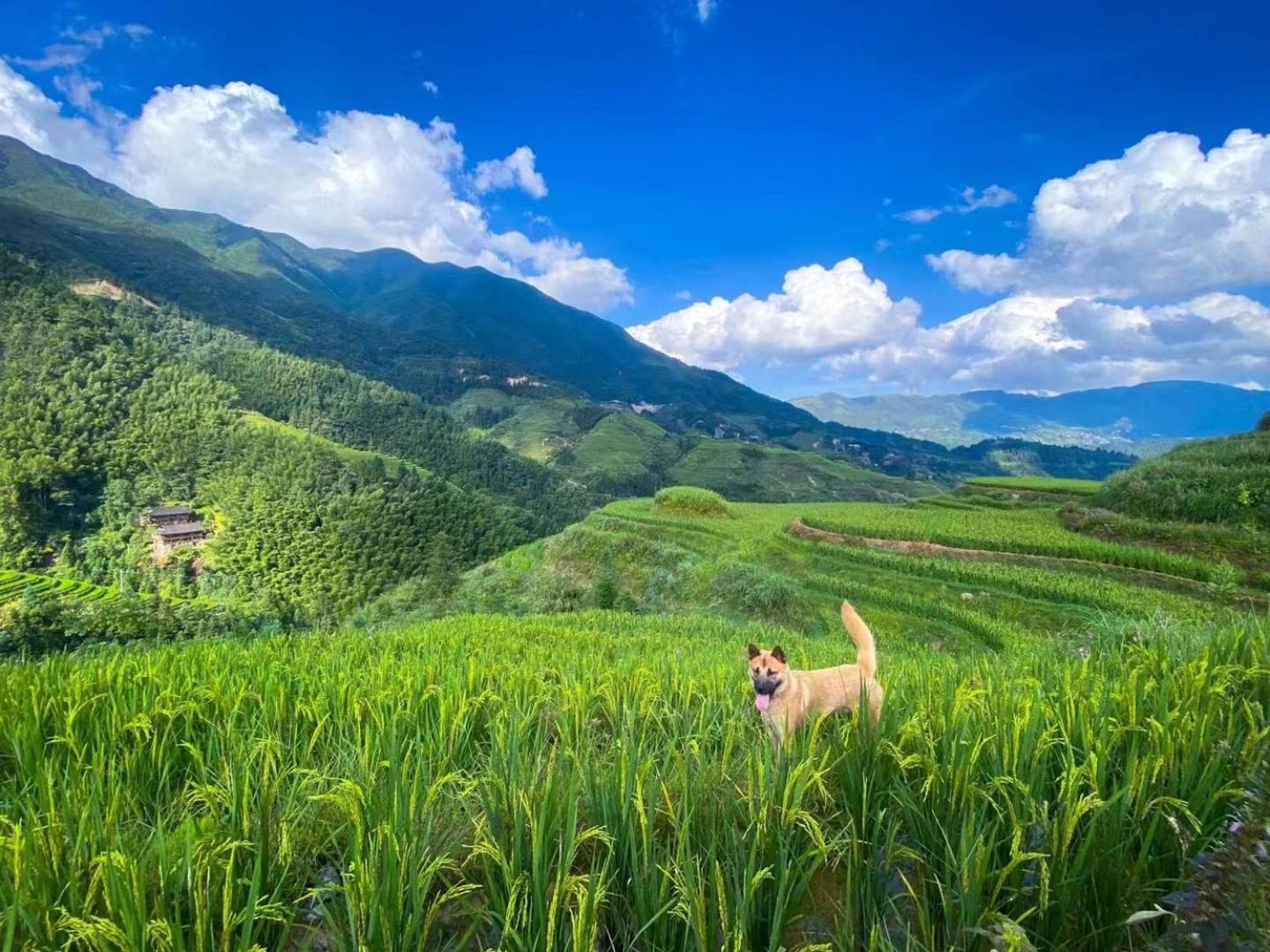 Longji Terrace La Vie Inn لونغشينغ المظهر الخارجي الصورة
