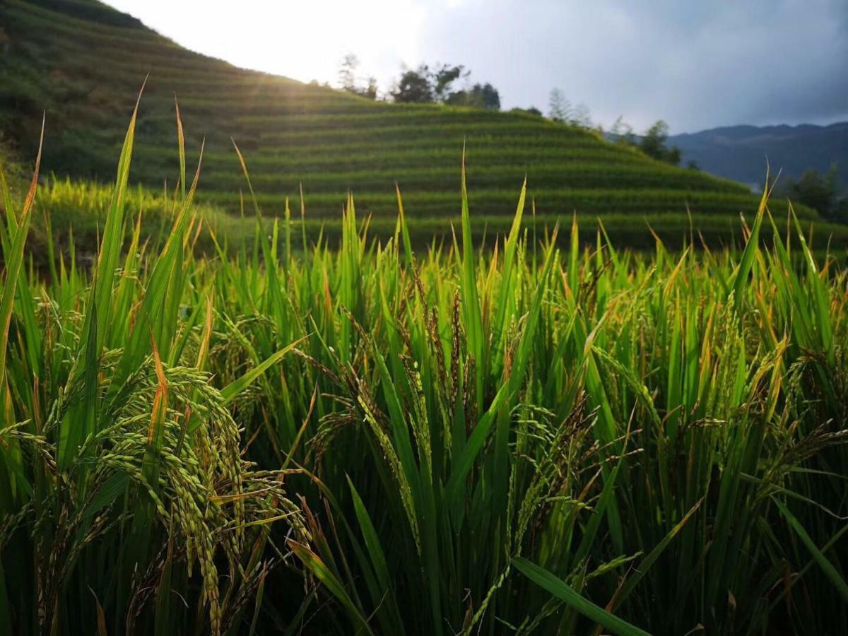 Longji Terrace La Vie Inn لونغشينغ المظهر الخارجي الصورة